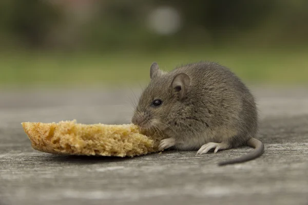 Ratón pequeño con pan —  Fotos de Stock