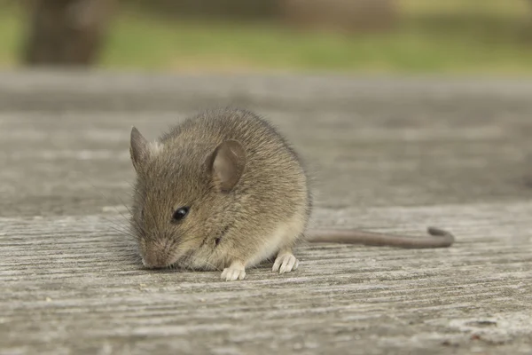 Little mouse — Stock Photo, Image