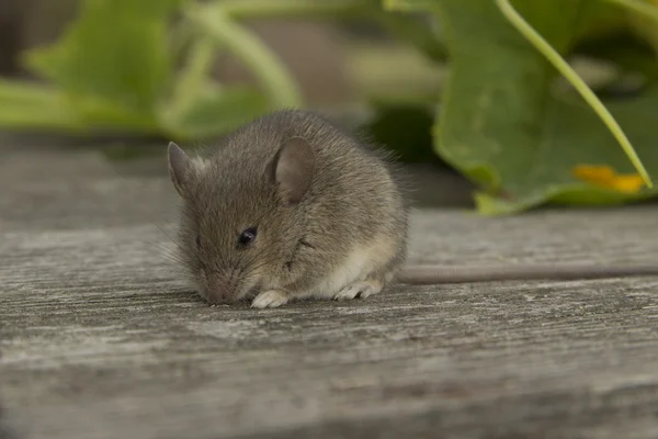 Kleine muis — Stockfoto