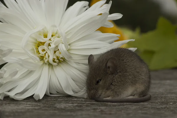 Small mouse with the flower — Stock Photo, Image