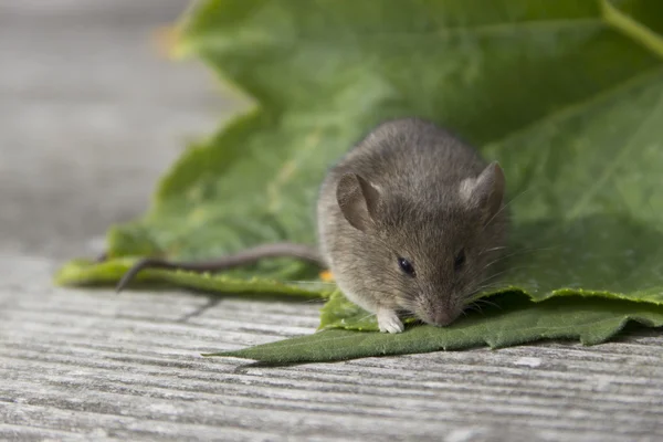 Muis op het blad — Stockfoto