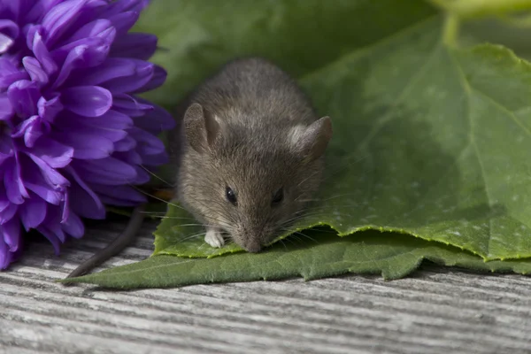 Malá myš s květem — Stock fotografie