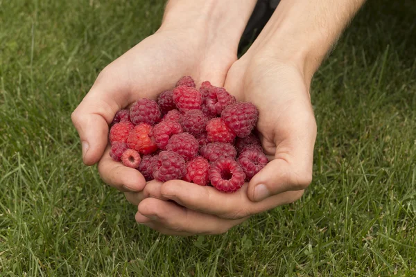 Raspberry in hands — Stock Photo, Image