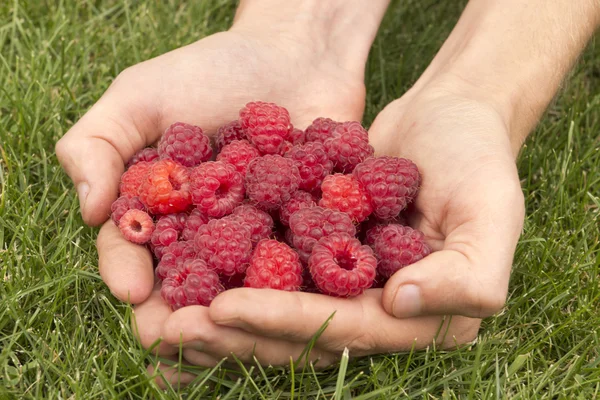 Raspberry in hands — Stock Photo, Image