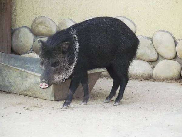 Cerdo negro en un comedero — Foto de Stock