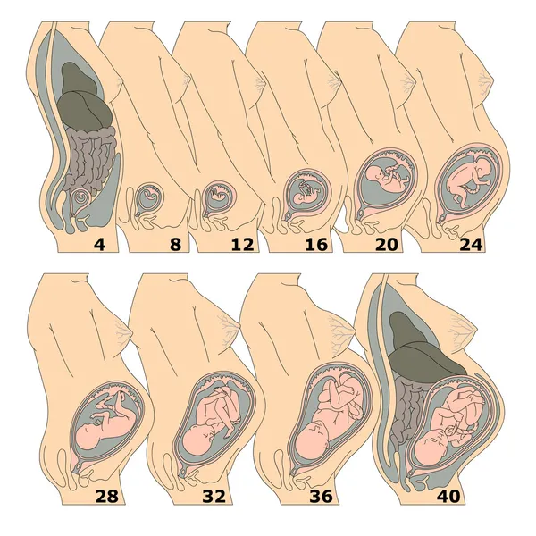 Crecimiento de un feto humano en semanas — Vector de stock