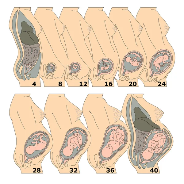Ανάπτυξη ενός ανθρώπινου εμβρύου στις εβδομάδες — Διανυσματικό Αρχείο