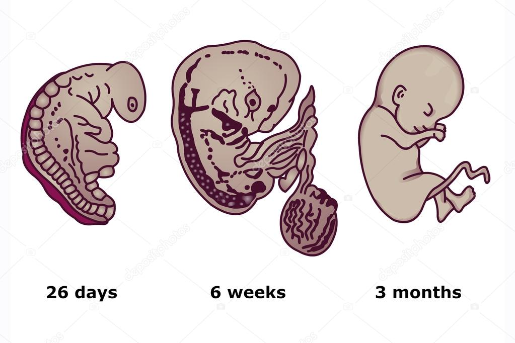 Successive stages of human embryonic development