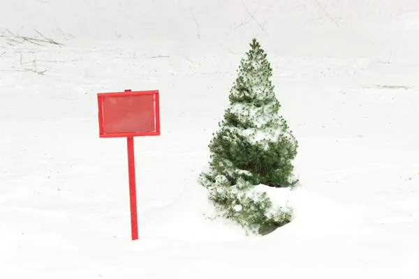 Arborvitae verde pequeno coberto com neve perto da placa vermelha — Fotografia de Stock