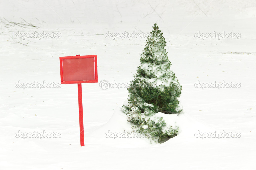 Small green arborvitae covered with snow near red plate