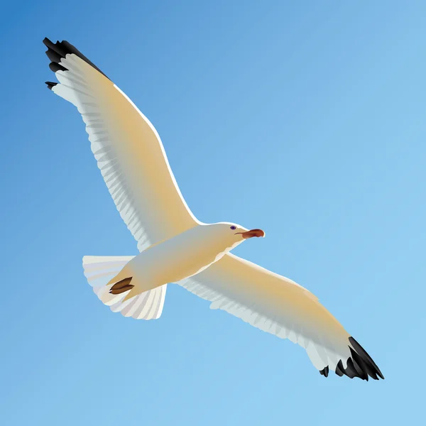 Weiße Möwe schwebt in blauem Himmel — Stockvektor