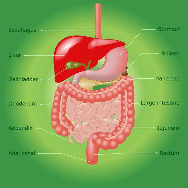 Sistema digestivo umano nel vettore — Vettoriale Stock