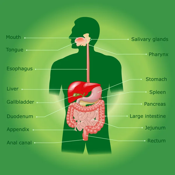 Sistema digestivo humano en vector — Vector de stock