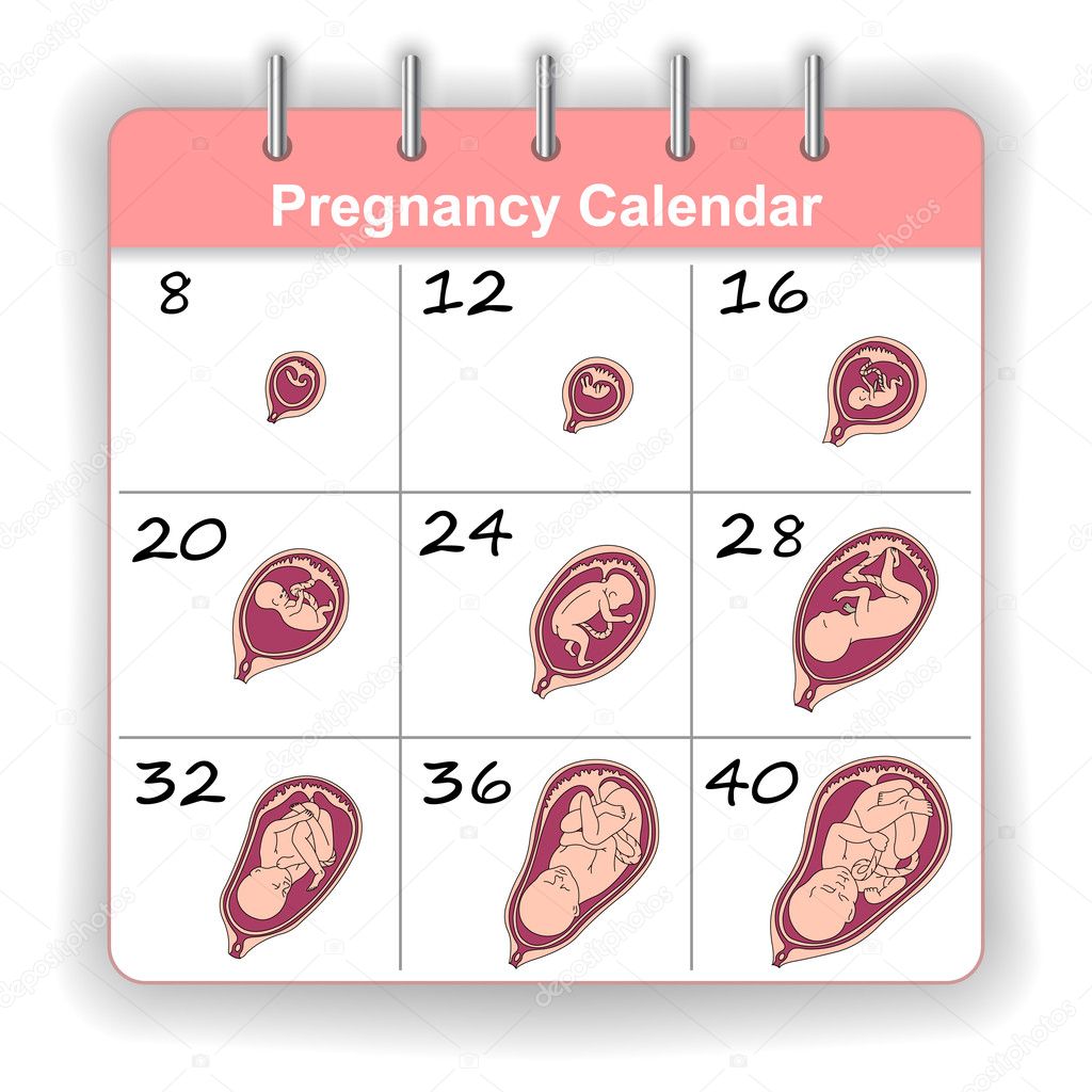 Growth of a human fetus on weeks calendar in vector