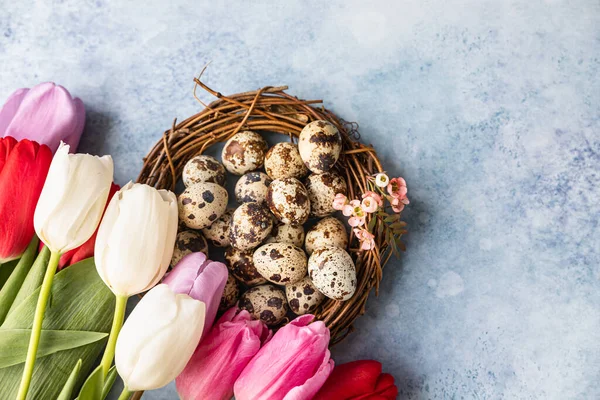 Güzel renkli laleler bıldırcın yumurtalarıyla ince dallardan yapılmış, mavi arka planda. Bahar ve Paskalya bayramı konsepti.