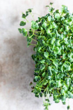 Siyah tepside Daikon turpu mikroyeşil lahanası. Sağlıklı yemek için organik mikroyeşil. Vejetaryen yemeği kavramı. Evde büyüyor..