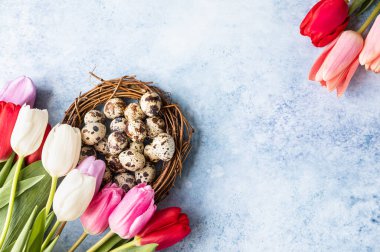 Güzel renkli laleler bıldırcın yumurtalarıyla ince dallardan yapılmış, mavi arka planda. Bahar ve Paskalya bayramı konsepti.