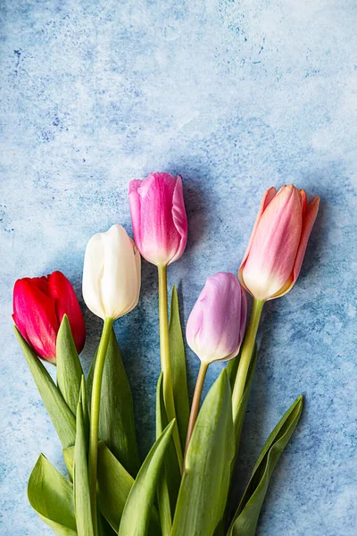Kolorowe tulipany na niebieskim betonowym tle. Wiosenne kwiaty. Widok góry. Przestrzeń kopiowania. — Zdjęcie stockowe