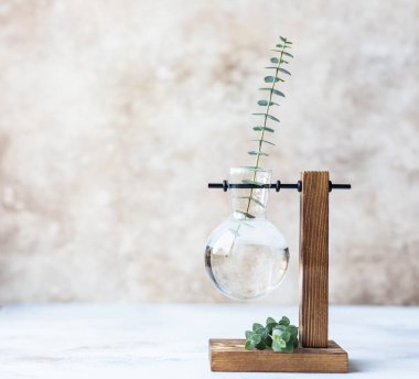 Açık beton arka planda cam vazoda okaliptüs dalları. İç dekorasyonun en düşük şekli. Tasarım veya metin için boşluk kopyala.