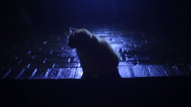 Gatto randagio notte — Video Stock