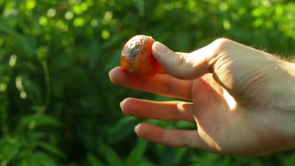 Schlechte Ernten — Stockvideo