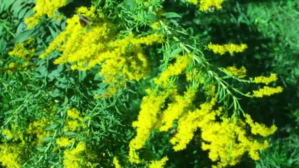 Goldenrod golden rod — Stockvideo