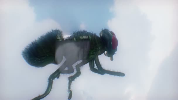 Mosca insecto volando en el aire — Vídeos de Stock