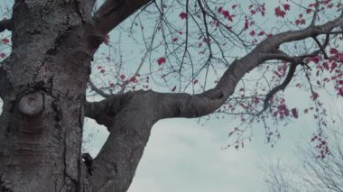 Sonbahar yaprakları dışarıda