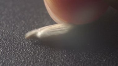 Ayçiçeği tohumu yakından