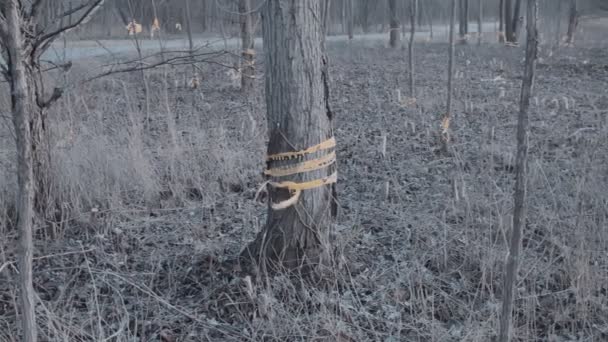 带有树木和警告带的有毒地带或开发项目 — 图库视频影像