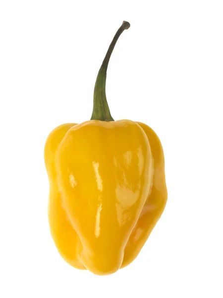 Żółty scotch bonnet chili — Zdjęcie stockowe