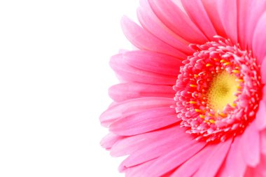 pembe gerbera çiçek