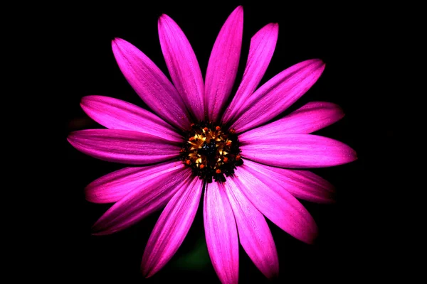 Purple Daisy — Stock Photo, Image