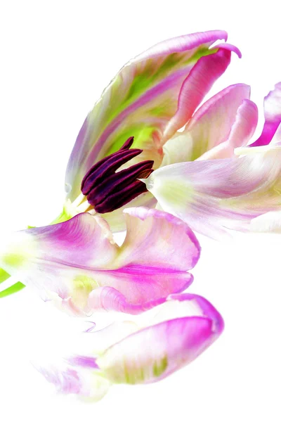 Single Tulip — Stock Photo, Image