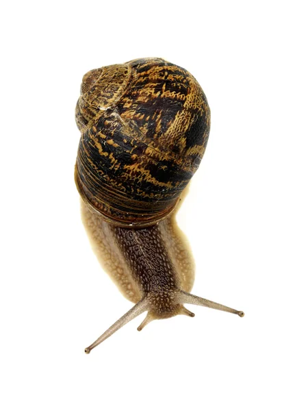 Garden Snail — Stock Photo, Image