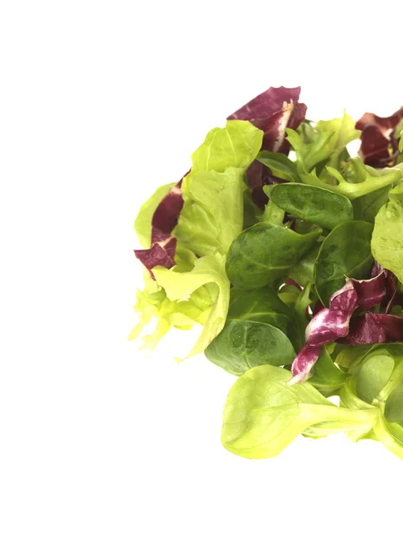 Lettuce Leaves — Stock Photo, Image