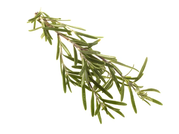 Fresh Sprig of Rosemary — Stock Photo, Image