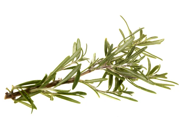 Sprig fresco de Rosemary — Fotografia de Stock