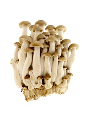 Tatlım-shimeji mantar