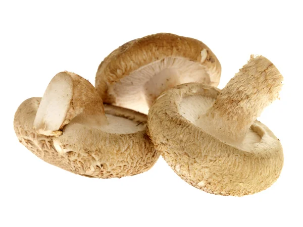 Shitake Mushrooms — Stock Photo, Image