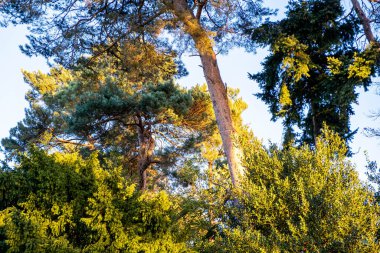 İngiltere 'de, Surrey İngiltere' de, iklim değişikliği ve doğal çevre ile ilgili endişelerle birlikte, akşam saatlerinde ağaçlar ve çalılar.