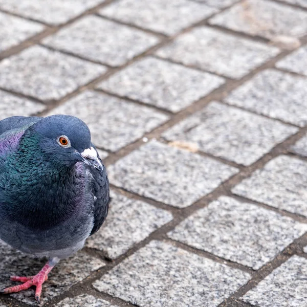 London England Ledna 2022 Single Pigeon Walking Pavement Waterloo London — Stock fotografie