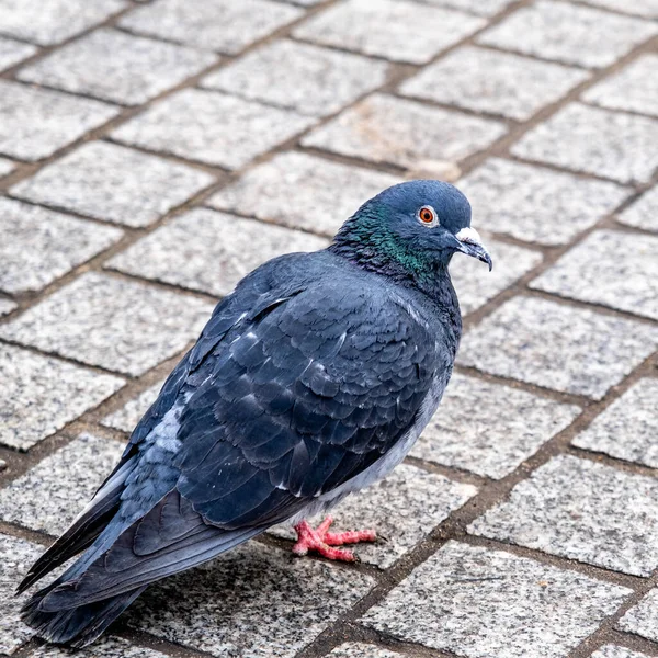 London England Ledna 2022 Single Pigeon Walking Pavement Waterloo London — Stock fotografie