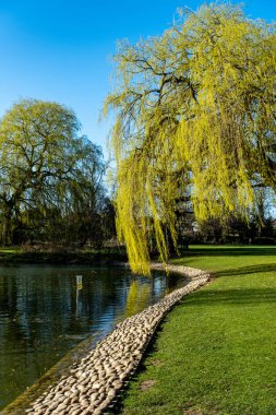 Epsom Surrey İngiltere, 19 Mart 2022, Ağlayan Söğüt Ağacı Park Gölü 'nün yanında İnsansız