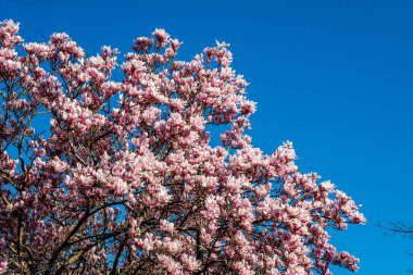 Epsom Surrey İngiltere, 19 Mart 2022, Pembe Magnolia Ağacı Açık Mavi Bahar Gökyüzüne Karşı Çiçek Açtı