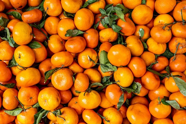 Pilha Tangerina Cultivada Madura Fresca Frutas Cítricas Clementina Sem Pessoas — Fotografia de Stock