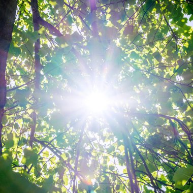 Epsom Surrey, Londra İngiltere, 14 Mayıs 2022, Soyut Parlak Güneş patlaması veya İnsansız Orman Ağacı İçindeki Gün Işığı