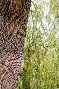 Dorking Surrey Hills Londra 24 Temmuz 2022, Yaşlı Ağlayan Söğüt Ağacının Yıpranmış Gövdesi