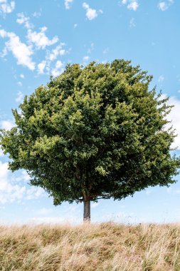 Dorking Surrey Hills London UK, 24 Temmuz 2022, Soluk Çimenli Yaprak Ağacı Yaz Sıcak Dalgası Altında