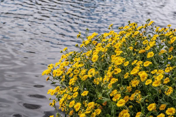 Dorking Surrey Hills London UK, July 24 2022, Bush Of Yellow Daisy\'s Growning Wild On The Waters Edge